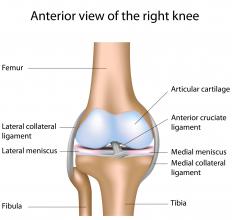 A diagram of the knee, including ligaments. 