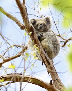 An impact study on deforestation in Queensland, Australia, might look at the status of koala populations.