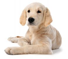 A dog
