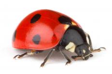 Ladybug
