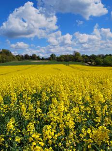 A large field of rapeseed, which is used to make biofuel.