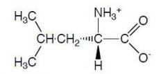 The structure of leucine