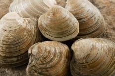 Littleneck clams, which produce pearls.