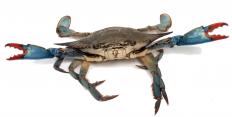 The blue crab has a reputation for pulling its peers back down into the pot or barrel, hence the idea of a crab mentality.