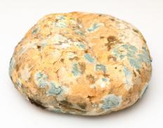 Loaf of moldy bread
