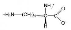 The structure of lysine
