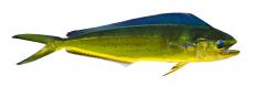 Mahi-mahi, a popular type of sport fishing fish.