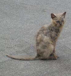 A feral cat.