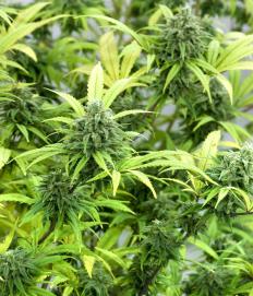 Hemp plants