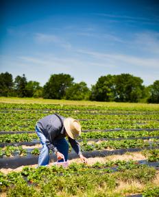 A man picks organic strawberries on a farm.
