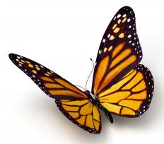 The state insect of Minnesota is the monarch butterfly.
