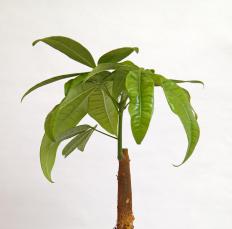 A Pachira aquatica, or money tree plant.