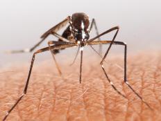 Mosquito about to bite