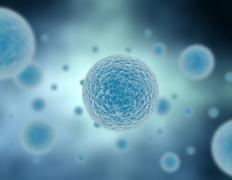 A cell