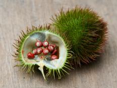 Bixa fruit.
