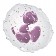 A neutrophil