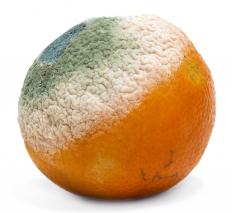 An orange with mold on it.