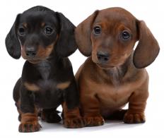 Pair of smooth-haired Dachshund puppies