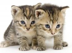 Pair of young kittens