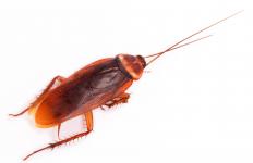 An American cockroach, which is sometimes called a palmetto bug.