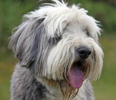 A dog
