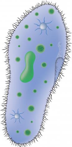 Two paramecia with cilia extending from their membranes.