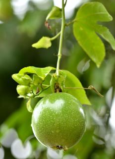 Passion fruit growing on the tree