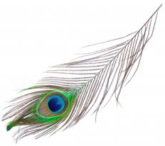 Male peacocks' bright feathers are an example of sexual dimorphism.