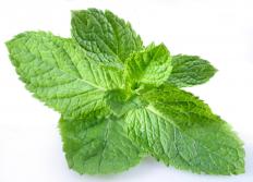 Peppermint