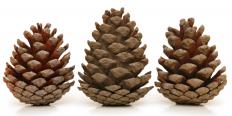 Pine cones can be used to make Christmas flower arrangements.