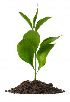A plant, a type of flora, growing.