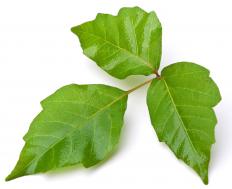 Poison ivy, which produces urushiol to protect itself.