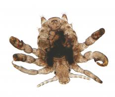 A pubic louse, which can cause a groin rash.