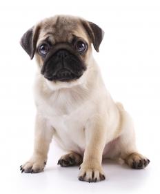 why do pugs snort why do some breeds of dogs snuffle and snort with pictures why do pugs snort why do some breeds of dogs snuffle and snort with pictures
