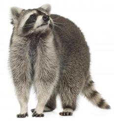 A raccoon.