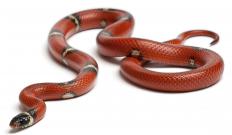 A snake.