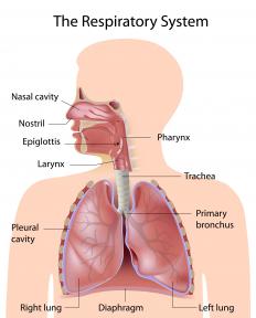 The human respiratory system, showing the trachea, bronchioles, and lungs.