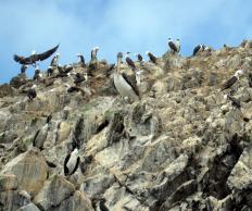 Razor clams bury themselves to avoid sea birds.