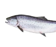 Grilling is a good way to cook firm fish, like salmon.