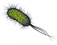 A Salmonella bacterium. Some strains of Salmonella can develop antibiotic resistance.
