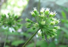 Sarsaparilla is sometimes used to heal skin.