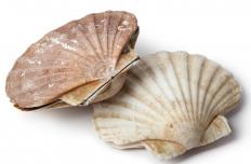Scallops in their shells.