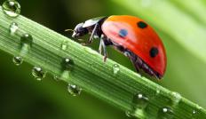 Abrus seeds look like ladybugs.