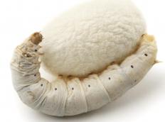 The strings of the koto are traditionally made from silk, which comes from the silkworm.