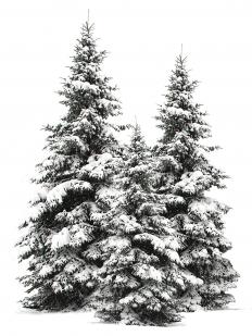 Trees in winter.