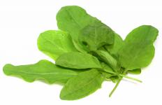 Sorrel leaves, which are used to make green borscht.