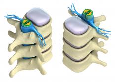 Sections of the spine.