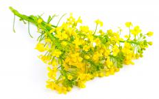 Sprig of rapeseed, which is sometimes used to make power steering fluid.