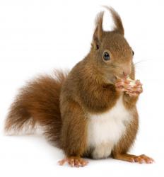 A squirrel.