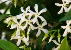 Jasmine is a popular scent for incense.